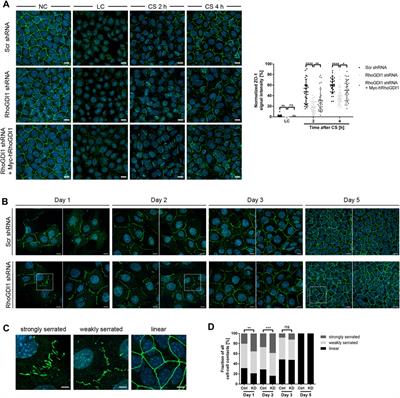 RhoGDI1 regulates cell-cell junctions in polarized epithelial cells